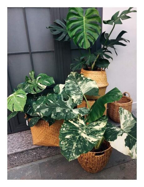 Seagrass Planter